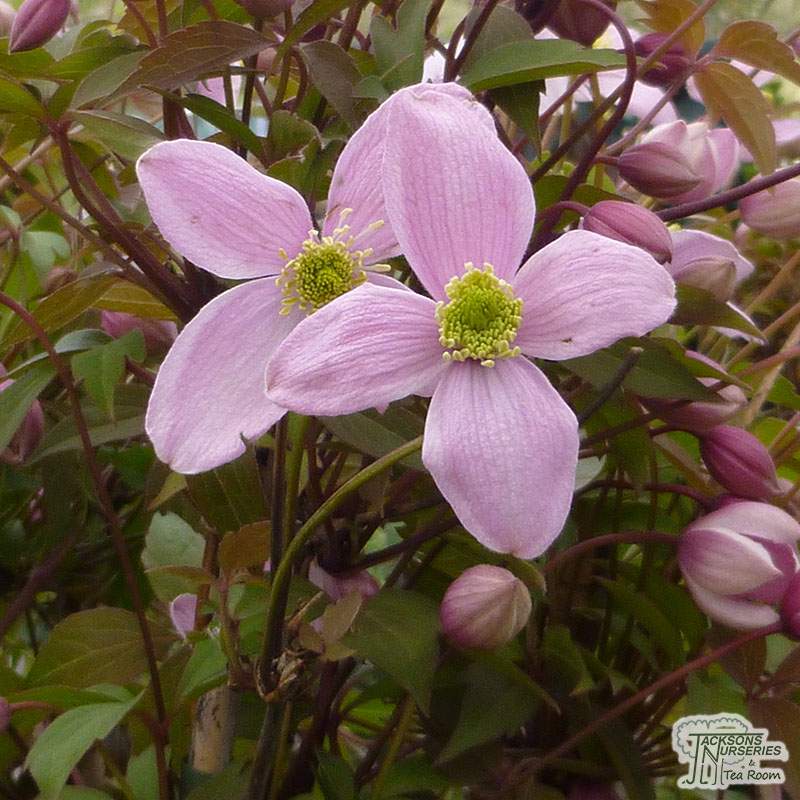 Clematis Montana Rubens Spring Flowering Scented Pink Flowers Climbing Plant 1 Litre Pot Free DELIVERY