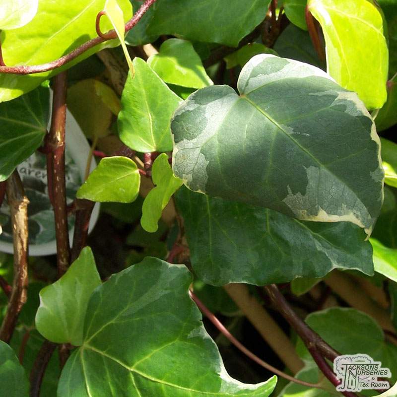 Buy Hedera algeriensis Gloire De Marengo (Variegated Ivy) in the UK