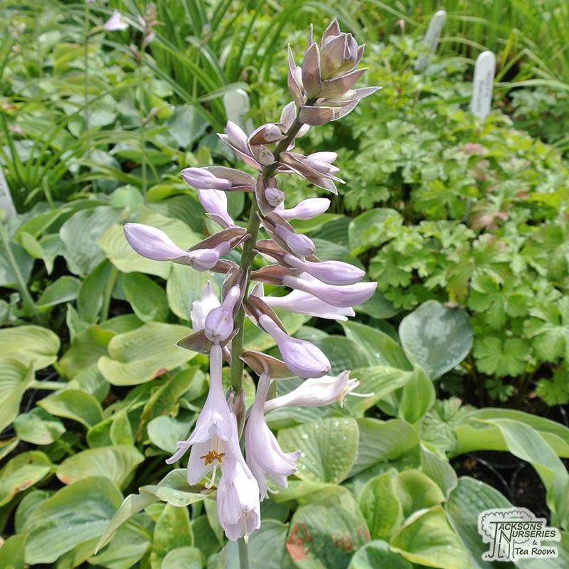 HOSTA AUGUST MOON 20 SEEDS yellow-green to gold 