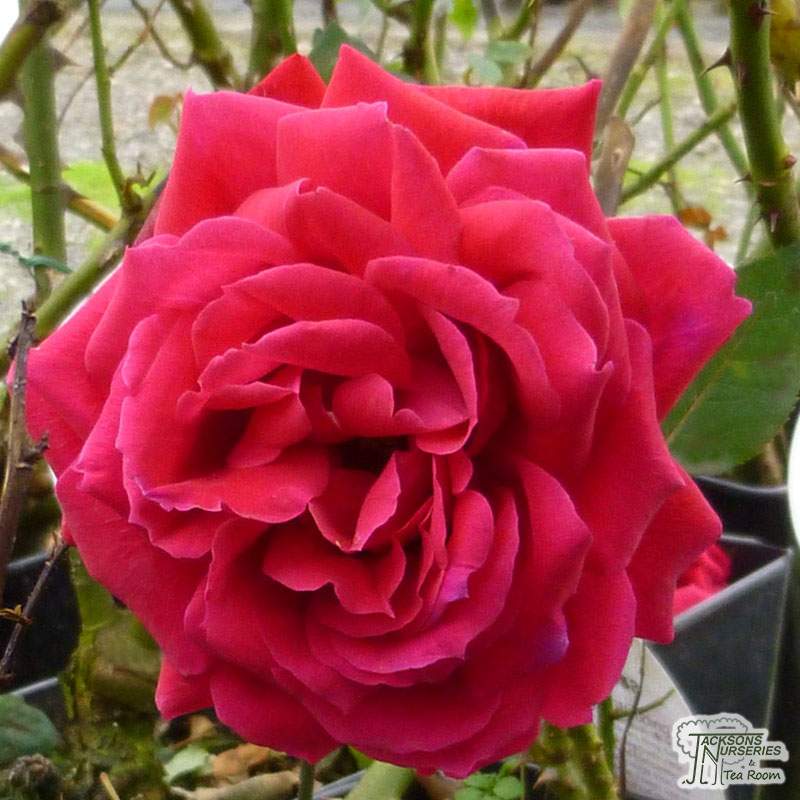 Rose Ruby Wedding (Hybrid Tea bush)