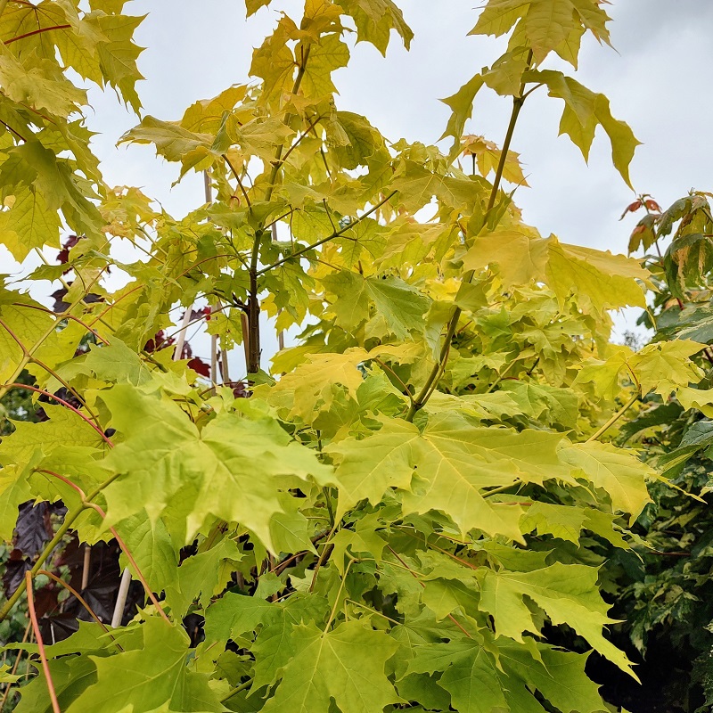 Acer platanoides 20 NORWAY MAPLE SEEDS 