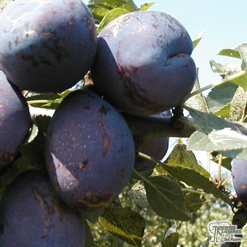 Buy Plum - Prunus domestica 'Czar' in the UK