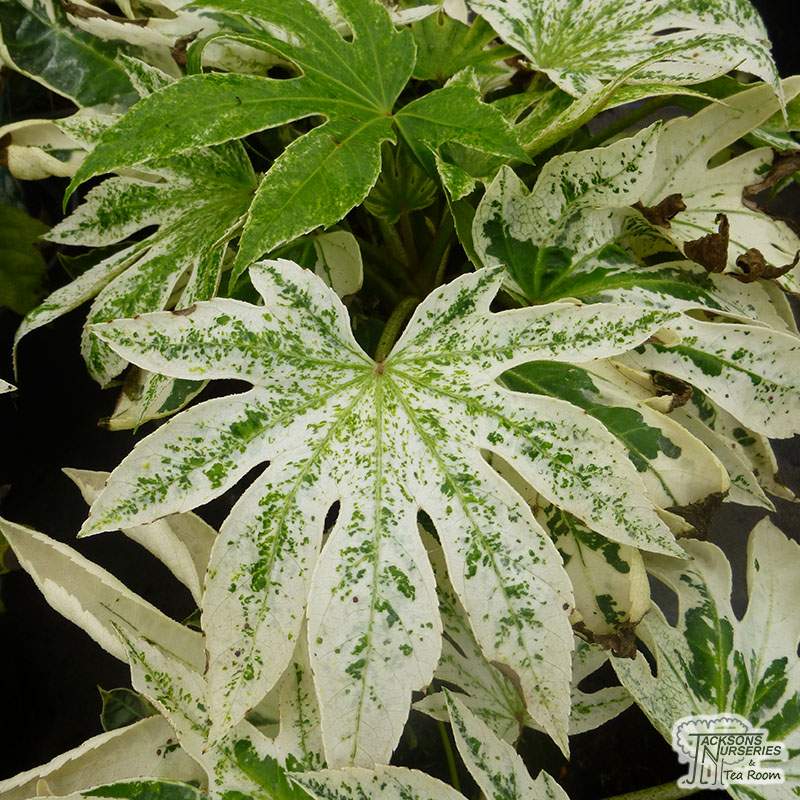 Buy Fatsia japonica ‘Spider’s Web’ (Japanese aralia) in the UK
