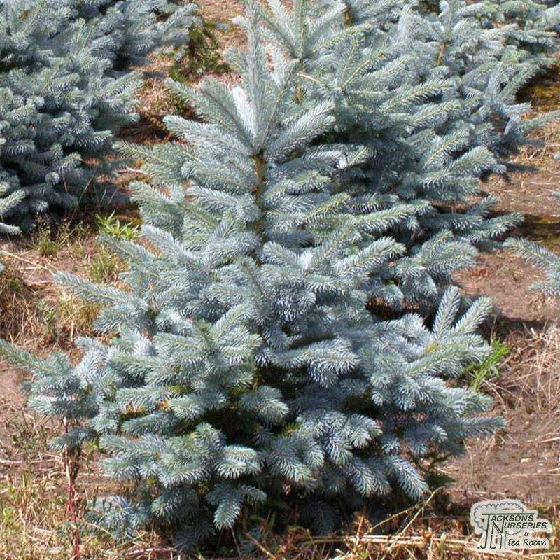 (Blue　Buy　the　Blue　Diamond/Super　in　Picea　Spruce)　Blue　pungens　UK