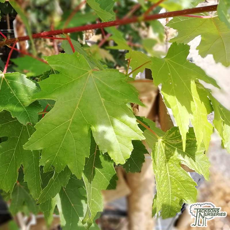 Silver Maple Tree--Acer Saccharinum--2 to 3ft tall- Established Roots