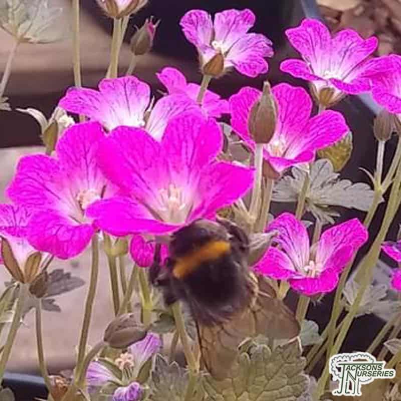Geranium Orkney Cherry Flowers Bees Perennial Plant 9cm Pot Free DELIVERY