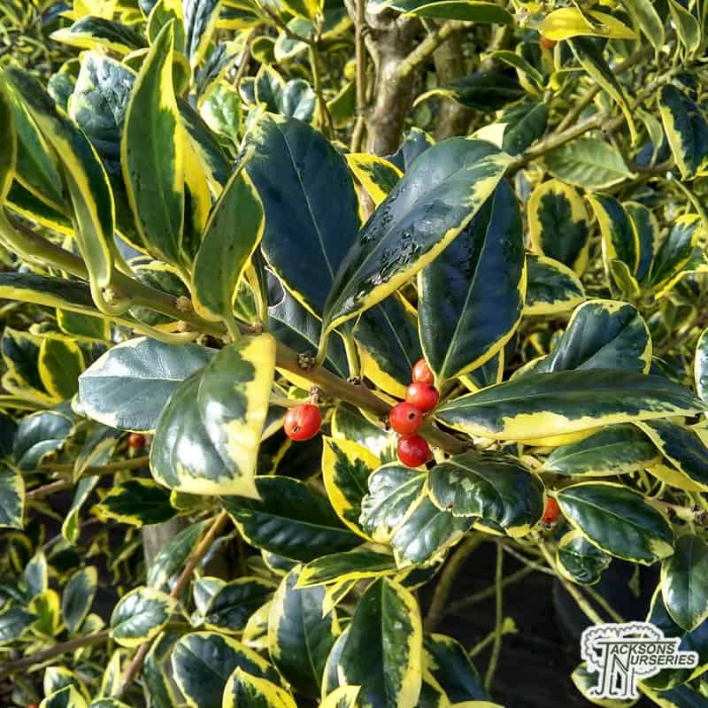Buy Ilex x altaclerensis Golden King (Variegated Holly) in the UK