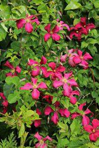 HTA  Plant of the Moment - June
