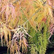 Buy Acer palmatum dissectum 'Viridis' online from Jacksons Nurseries