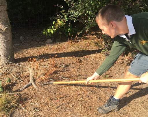 Hoeing weeds