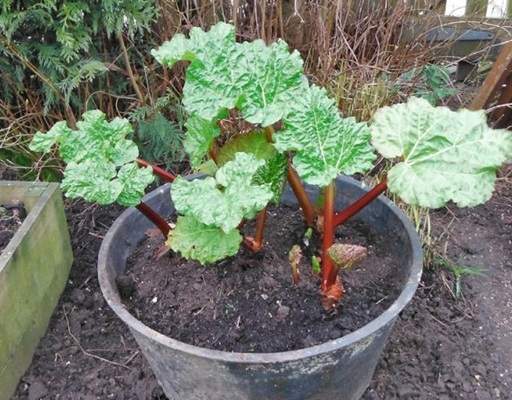 Container growing rhubarb plants