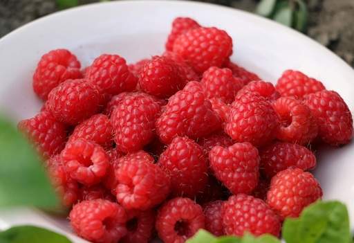 Harvesting raspberries