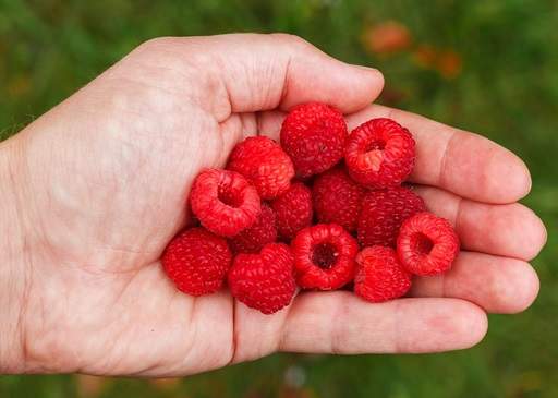 Raspberry crop in hand