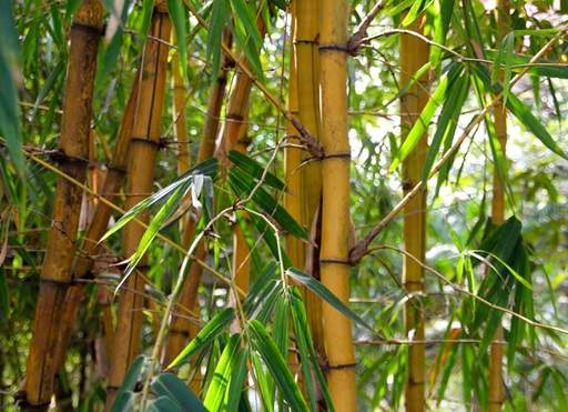 How to plant, grow and care for bamboo - Jackson's Nurseries