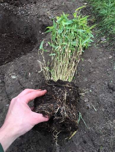 Clump forming bamboo roots
