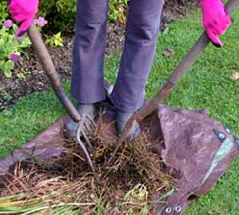 Lifting and dividing perennials