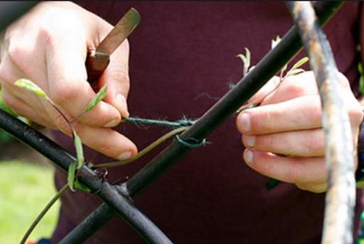Securing climber to wire using twine