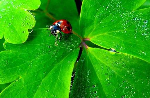 A lady bug in the garden