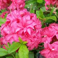 Buy Rhododendron Homebush online from Jacksons Nurseries