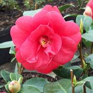 Buy Camellia japonica 'Adolphe Audusson' online from Jacksons Nurseries