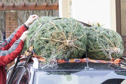Christmas tree attached to car roof rack
