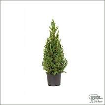 Buy Real Christmas Trees - Alberta Spruce (Picea glauca var Alberta) online at Jacksons Nurseries