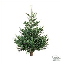 Buy Real Christmas Trees - Nordmann Fir (Abies Nordmanniana) online at Jacksons Nurseries
