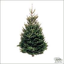 Buy Real Christmas Trees - Norway Spruce (Picea Abies) online at Jacksons Nurseries