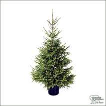 Buy Real Christmas Trees - Serbian Spruce (Picea Omorika) online at Jacksons Nurseries