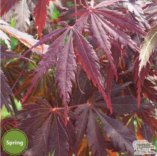 Acer palmatum Burgundy Lace in spring