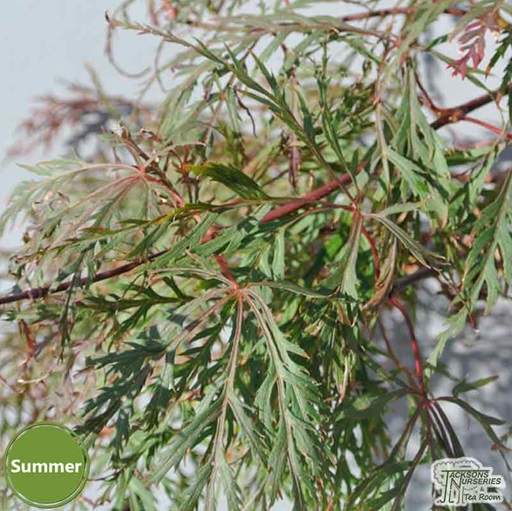 Acer palmatum dissectum Baldsmith in summer