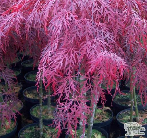Acer palmatum dissectum Garnet large
