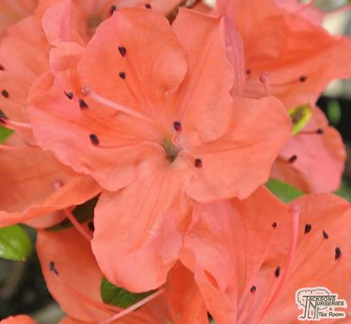 Ten of the Best Rhododendrons and Azaleas - Jackson's Nurseries