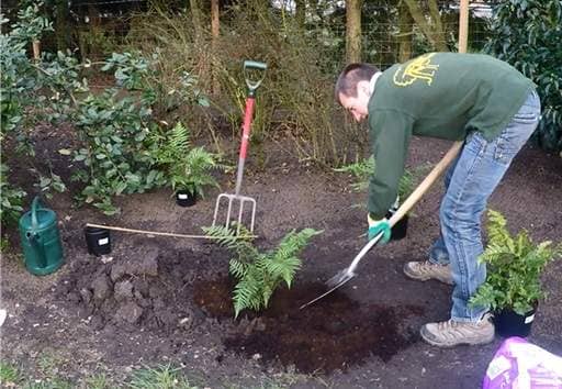 Backfilling fern