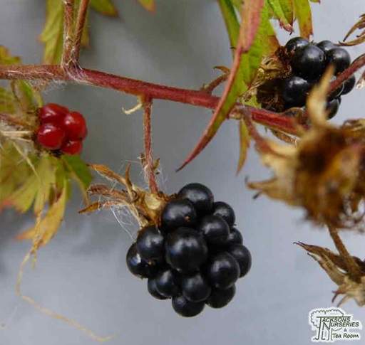 Blackberry Oregon Thornless