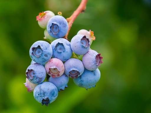 Blueberry bunch