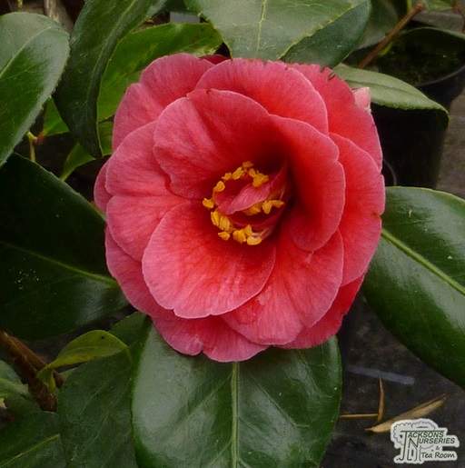 Camellia Adolphe Audusson