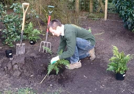Checking fern planting depth