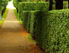 Choosing hedging plants