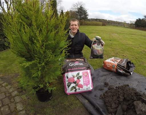 Conifer with compost and horticultural grit