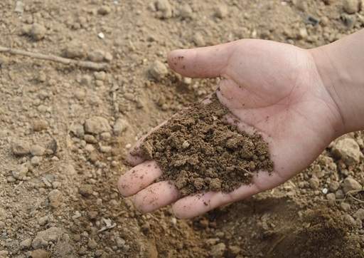 Cultivated soil in hand