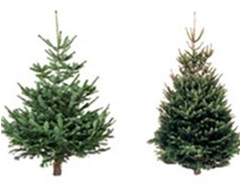 Different Types of Real Christmas Tree