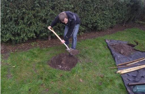 Digging planting hole for tree