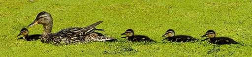 Ducks in pond with algae