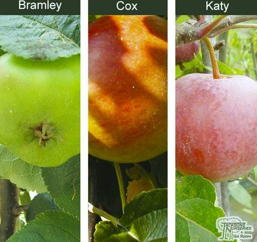 Family apple tree Bramley Cox and Katy