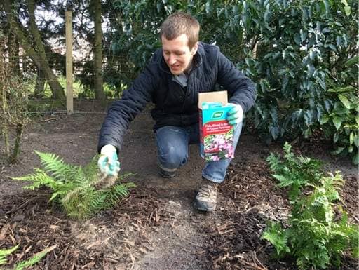 Feeding ferns