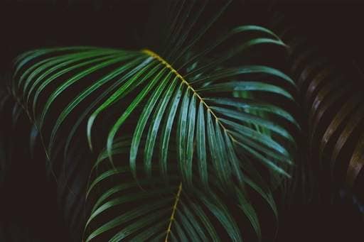 Fern dark inhospitable location