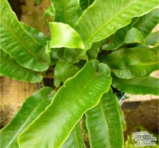 Fern green long leaves