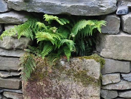 Ferns cascading out of rock