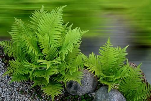 Ferns green blurred background